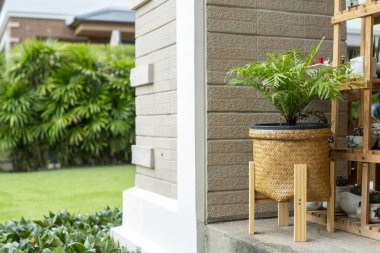 Monstera Deliciosa Salon bitkileri serinlik katar ve evdeki havayı temizler..