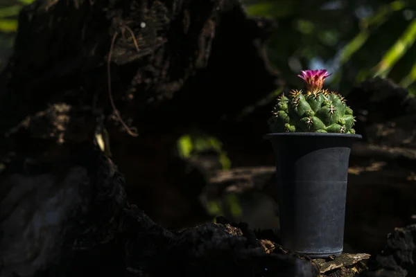 Kaktüs coryphantha fil türleri koleksiyoncular arasında popülerdir.