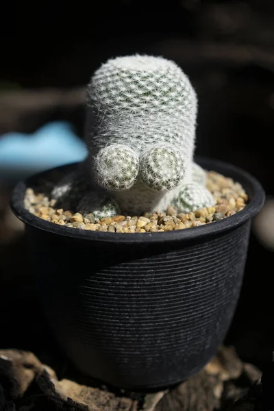Kaktüs Mammillaria Örümcek şeklinde şirin bir ağaç.