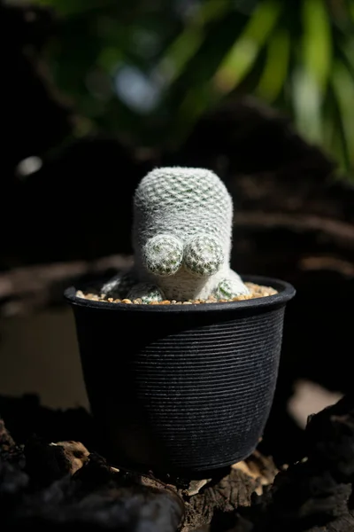 Kaktüs Mammillaria Örümcek şeklinde şirin bir ağaç.