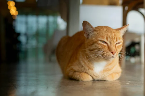 Turuncu kedi yağmurlu bir günde uyuyor..