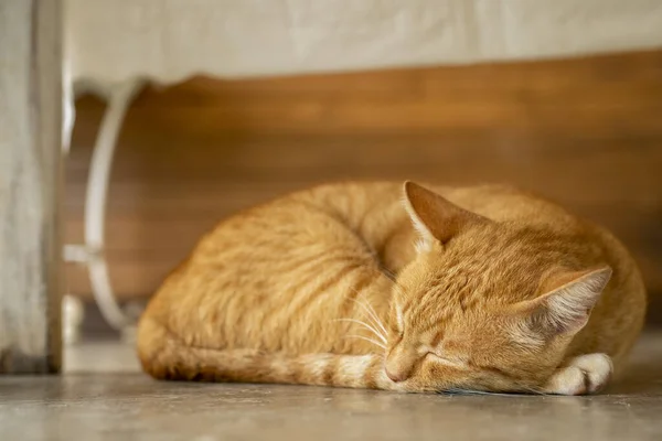 Turuncu kedi yağmurlu bir günde uyuyor..