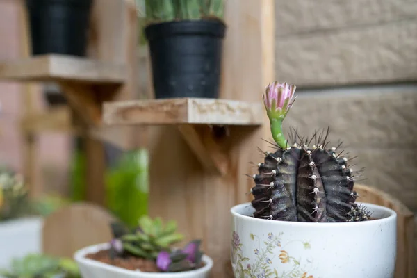 Ein Blühender Kaktus Der Ecke Des Hauses — Stockfoto