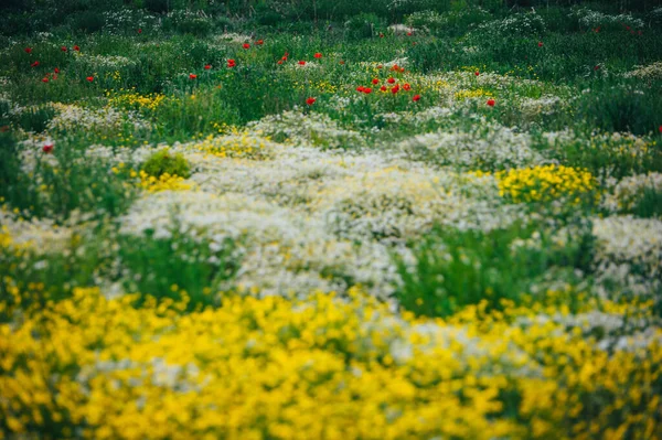 Schöne Frühlingswiese Rote Mohnblumen Weiße Kamillenblüte Und Gelbe Wiesenbutterblume — Stockfoto