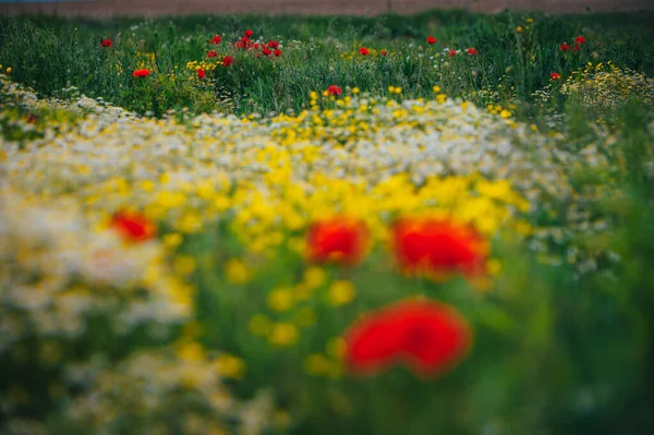 Gyönyörű Tavaszi Rét Vörös Mák Virágok Fehér Kamilla Virág Sárga — Stock Fotó