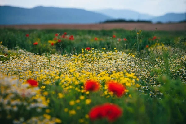 Bonito Prado Primavera Flores Papoula Vermelha Flor Camomila Branca Buttercup — Fotografia de Stock