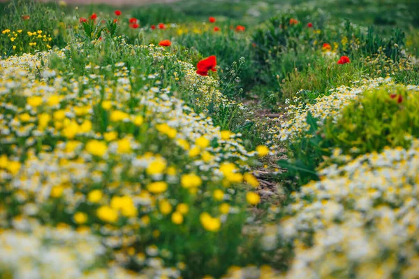 Gyönyörű Tavaszi Rét Vörös Mák Virágok Fehér Kamilla Virág Sárga — Stock Fotó