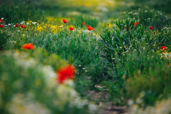 Vacker Våräng Röda Vallmoblommor Vit Kamomillblomma Och Gul Äng Smörblomma — Stockfoto