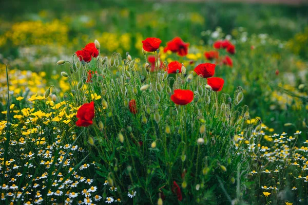 Hermoso Prado Primavera Flores Amapola Roja Flor Manzanilla Blanca Buttercup — Foto de Stock