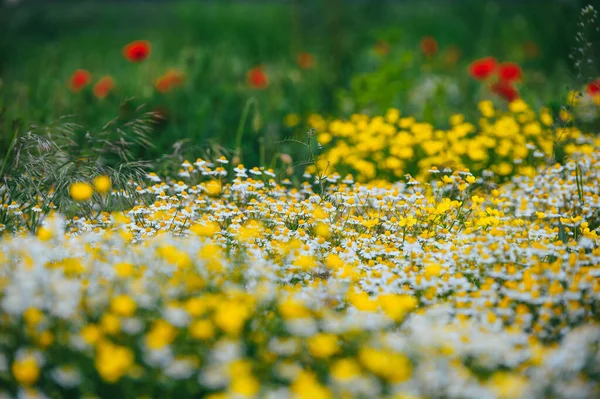 Bonito Prado Primavera Flores Papoula Vermelha Flor Camomila Branca Buttercup — Fotografia de Stock