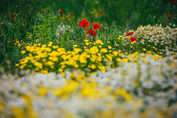Piękna Łąka Wiosna Czerwone Kwiaty Maku Biały Kwiat Rumianku Żółta — Zdjęcie stockowe