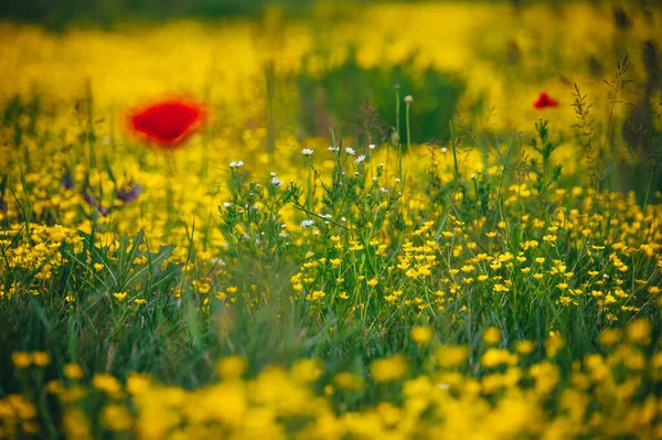 Piękna Łąka Wiosna Czerwone Kwiaty Maku Biały Kwiat Rumianku Żółta — Zdjęcie stockowe