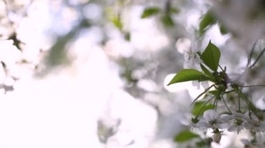 Bahar çiçekleri kiraz. Çiçek açmaya yakın çekim. Doğayı uyandırmak. Rüzgarda sallanan çiçekler.