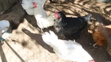 Tavuklar köydeki kümeste tavuklar yerden tahıl yiyor.