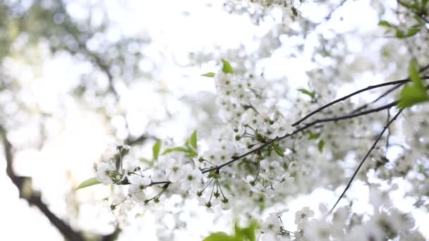 Tavaszi Cseresznye Közelkép Virágzásról Ébresztő Természet Virágok Ringatóznak Szélben — Stock videók