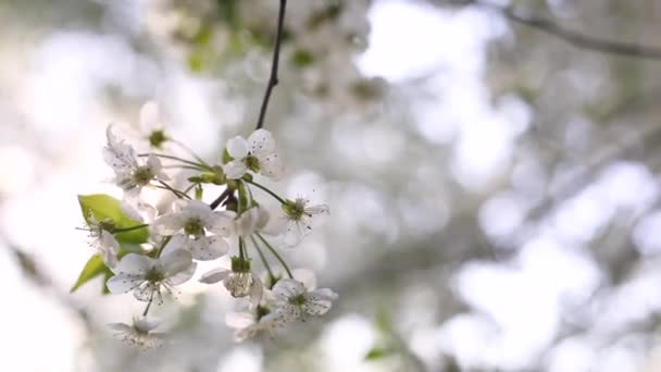 Tavaszi Cseresznye Közelkép Virágzásról Ébresztő Természet Virágok Ringatóznak Szélben — Stock videók