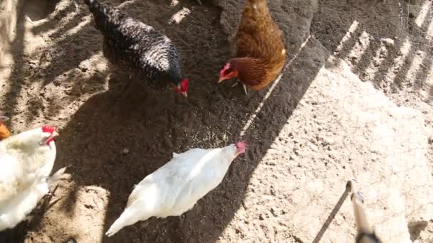 Hens Ang Κοτόπουλα Στο Κοτέτσι Χωριό Τρώει Σιτηρά Από Έδαφος — Αρχείο Βίντεο