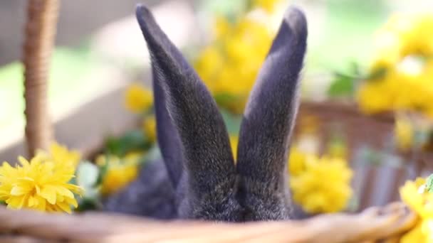 Маленький Серый Кролик Длинными Ушами Ест Желтые Цветы Деревянном Фоне — стоковое видео