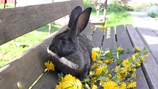 Petit Lapin Gris Aux Longues Oreilles Mange Des Fleurs Jaunes — Video