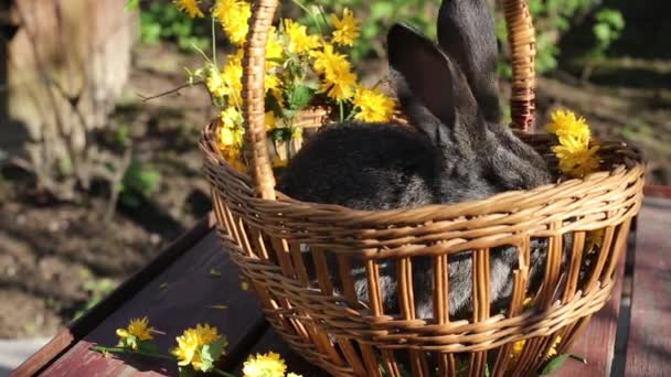 長い耳を持つ小さな灰色のウサギは木製の背景に黄色の花を食べる — ストック動画