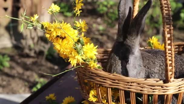 長い耳を持つ小さな灰色のウサギは木製の背景に黄色の花を食べる — ストック動画