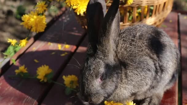 Маленький Сірий Кролик Довгими Вухами Чує Жовті Квіти Дерев Яному — стокове відео