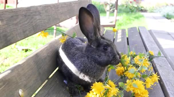 長い耳を持つ小さな灰色のウサギは木製の背景に黄色の花を食べる — ストック動画