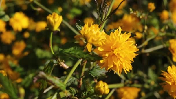 Wiosenne Kwiaty Zbliżenie Kwitnących Żółtych Kwiatów Tło Naturalne Kwiaty Kołyszą — Wideo stockowe