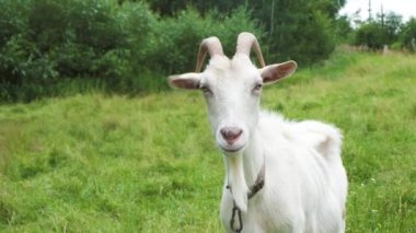Otların üzerinde otlayan beyaz bir keçinin portresi. Yakından, hayvan kameraya bakar ve kulaklarını oynatır..