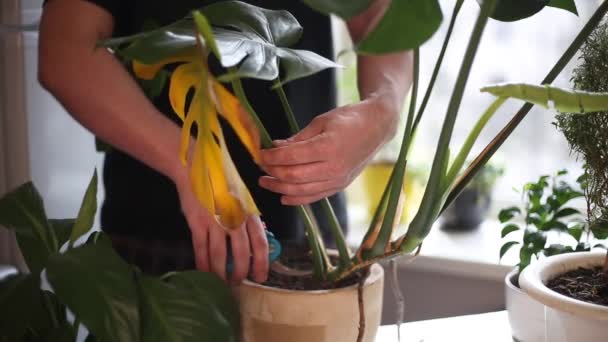 家の植物のテーブルの上に自宅では ウィンドウの背景に立っている 男性の手は 黄色の葉で前景にあるモンステラ植物の病気の葉を切り取ります 園芸の概念 — ストック動画