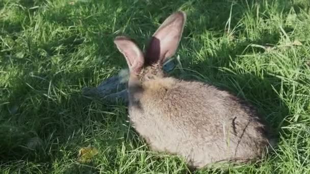 Piccolo Coniglio Domestico Grigio Sta Mangiando Foglie Cavolo Con Erba — Video Stock