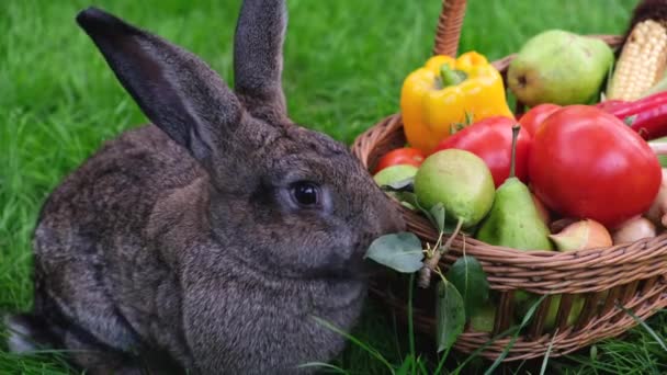 緑の草を背景に新鮮な果物や野菜を入れたバスケットからレタスの葉を食べる国内灰色のウサギの1つ — ストック動画