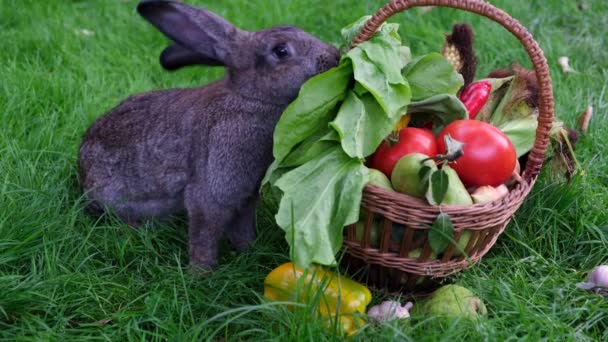 緑の草を背景に新鮮な果物や野菜を入れたバスケットからレタスの葉を食べる国内灰色のウサギの1つ — ストック動画