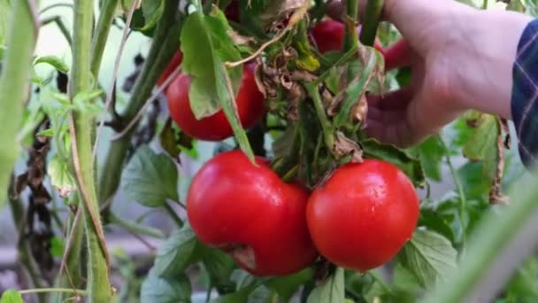 Hand Farmer Picking Tomatoes Growing Plant Tomato Vegetables Branch Greenhause — Stock Video