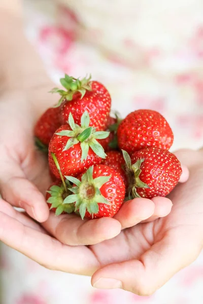 Çilek el avuç avuç. Çilek elinde