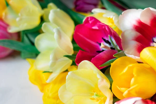 Çok renkli Lale ile arka plan bulanık.