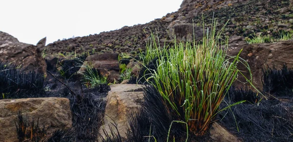 Grass Sprouting Burned Field — Stock Photo, Image