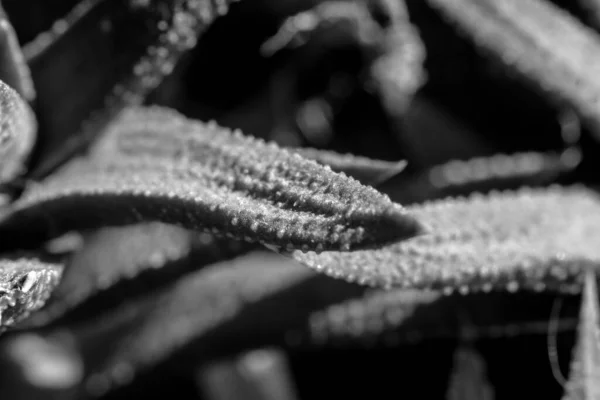 Black White Macro Shot Fleshy Plant Leaf Texture — Stock Photo, Image