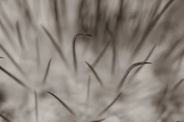 Macro Shot Cactus Thorns — Stock Photo, Image