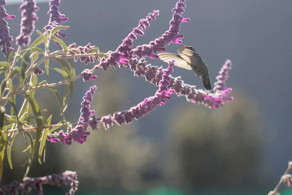 Колібрі Летить Поїдаючий Нектар Фіолетової Квітки Навесні — стокове фото