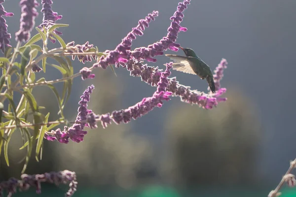 Hummingbird Flying Eating Nectar Purple Flower Spring — Stock Photo, Image