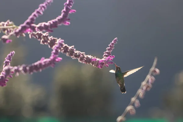 Kolibri Flyger Ätande Nektar Från Lila Blomma Våren — Stockfoto