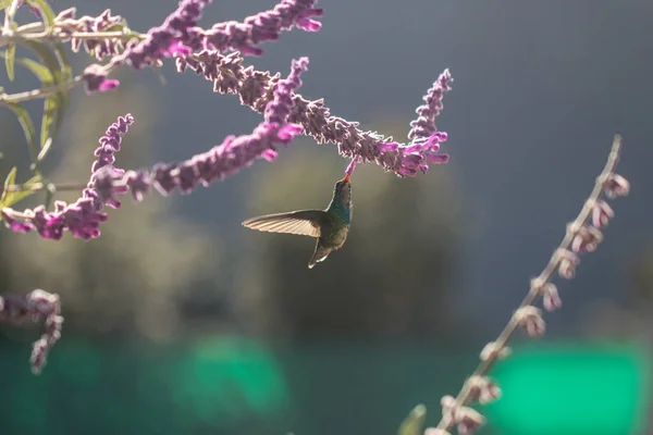 Colibrí Volando Néctar Que Come Flor Púrpura Primavera —  Fotos de Stock