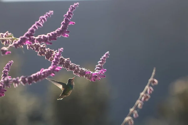 Kolibri Fliegt Und Frisst Nektar Aus Lila Blume Frühling — Stockfoto