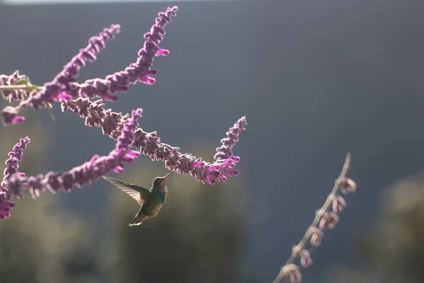 Kolibri Flyger Ätande Nektar Från Lila Blomma Våren — Stockfoto