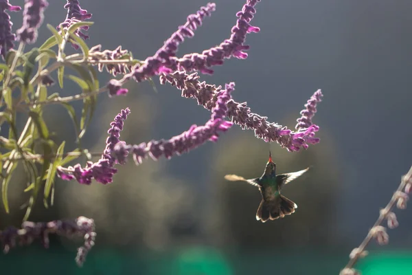 Kolibri Flyger Ätande Nektar Från Lila Blomma Våren — Stockfoto