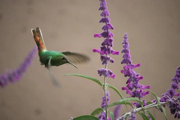 Kolibri Fliegt Und Frisst Nektar Aus Lila Blume Frühling — Stockfoto