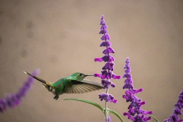 hummingbird flying an eating nectar from purple flower on spring