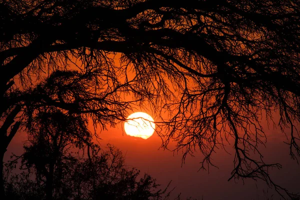 Sunrise Tree Dry Branches — Stock Photo, Image