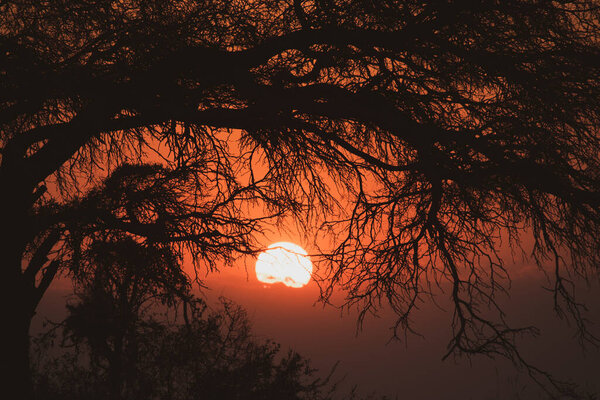 Sunrise behind tree with dry branches